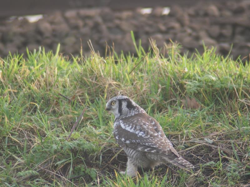 divebird's tweet photo. @biggesttwitch Hawk owl ,
Zwolle Netherlands 18-01-2014 Hunting https://t.co/2gRrm3DaUa