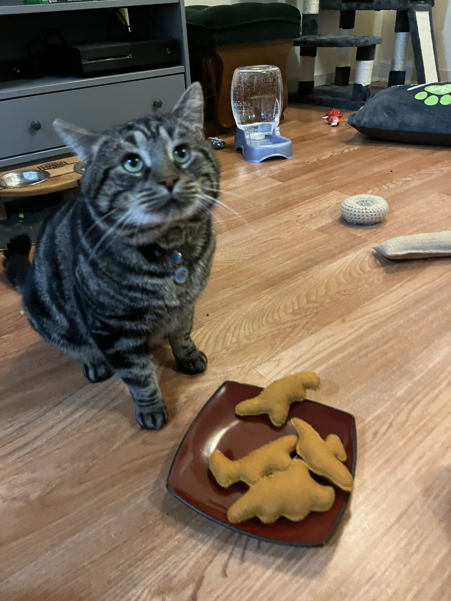 Christmas Cat Video: Bambi'S Magical Tiktok Journey - lhkms89