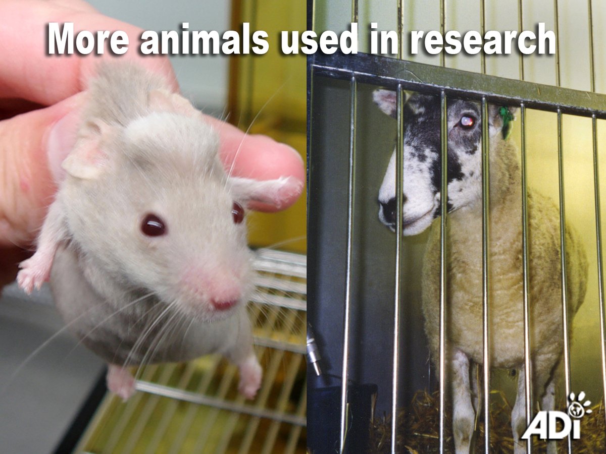 AnimalDefenders's tweet image. Official figures reveal experiments on animals increased in Northern Ireland labs from 22,291 to 28,953 in 2021. More than half of these were in universities &amp;amp; medical schools, with nearly a third used in ‘basic research’ that was not required by law. #stopanimalexperiments
