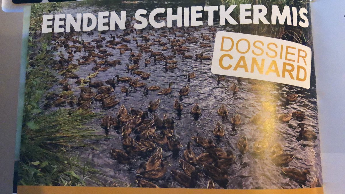 Ducks are bred for hunters, so that they can easily shoot them 😡It’s a welfare issue and it is a risk for the spread of the influenza virus. This is happening in #Belgium. #StopHunting #Hunting #Birds