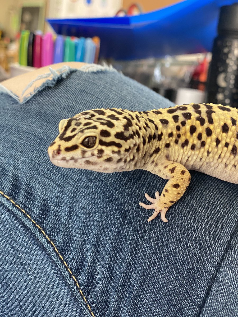 bridgesh98's tweet photo. I’m obsessed with my geckos https://t.co/o572NLNOOl