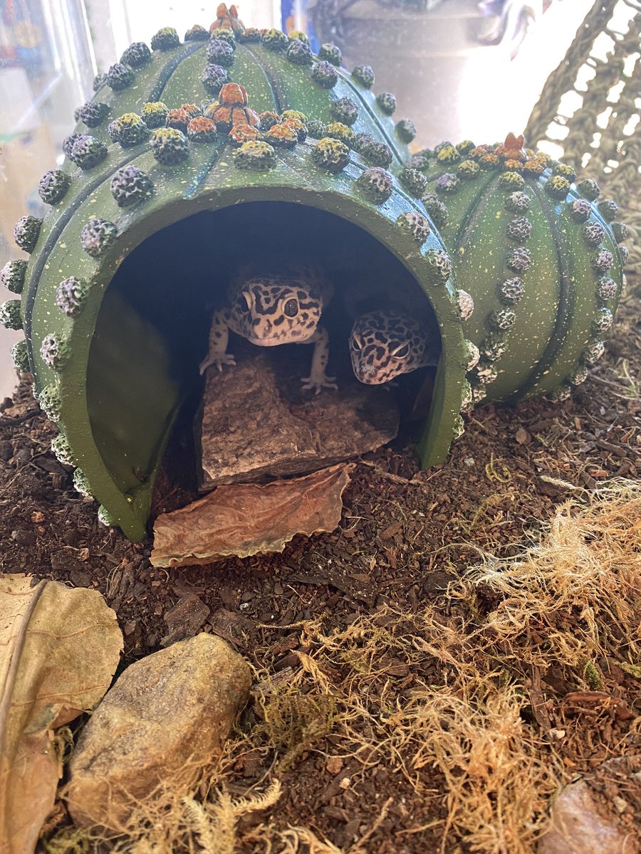 bridgesh98's tweet photo. I’m obsessed with my geckos https://t.co/o572NLNOOl