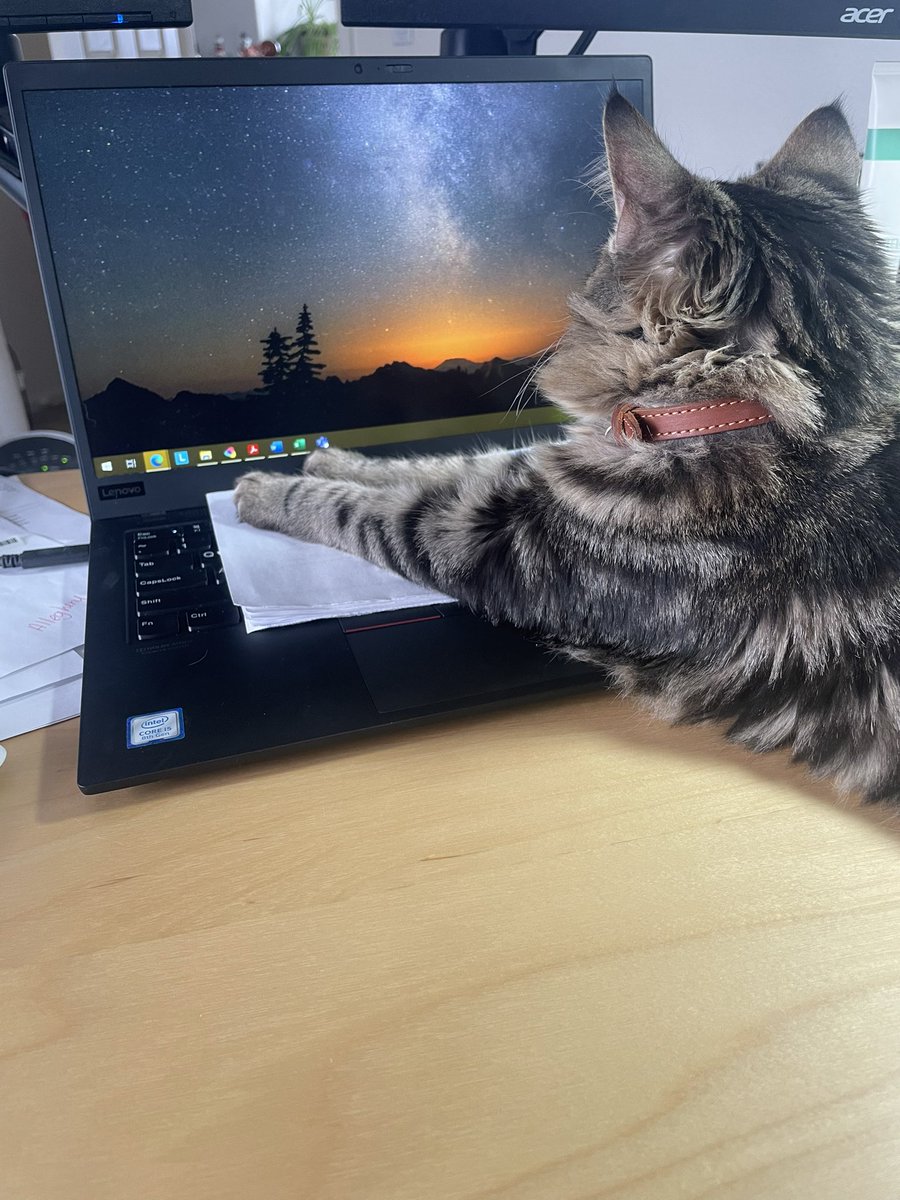 That’s it, I’m logging off early! 🐾

#CatsOfTwitter #CatsOnTwitter #Cat #FridayFeeling