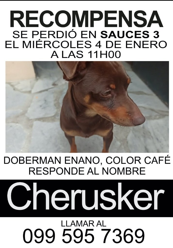 mg4my's tweet photo. @AlertaMePerdi @RescateAnimalEC Favor difundir para que este amigo regrese a su hogar. https://t.co/26RAExzePQ