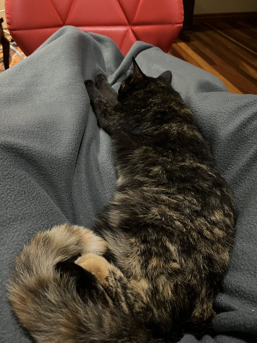 borcat_meow's tweet photo. https://t.co/KOaxAEH8uv