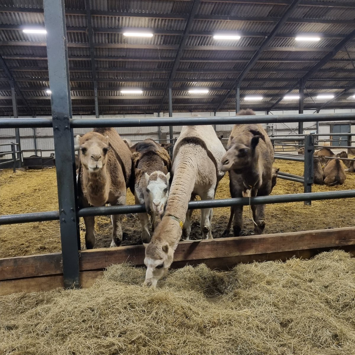 BBBNoordBrabant's tweet photo. Met kandidaten #BBB PS en WS op bezoek bij de Kamelen boerderij van Frank en Dorieke Smits. Interessant om te zien hoe deze #dromedarissen gehouden worden. Ook mooi te horen dat de #melk heel waardevol is voor mensen met maag-darm klachten en #suikerpatiënten! https://t.co/KSh9JgN4kI