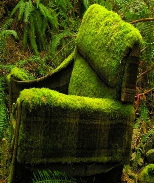 As someone who is obsessed with moss, this abandoned chair now covered in moss is absolutely magical to me