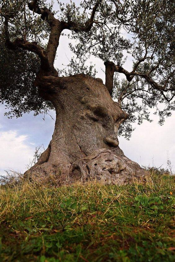 I would travel to Puglia, Italy just to see the Thinking Tree and put my ear to his bark to listen for his wisdom.