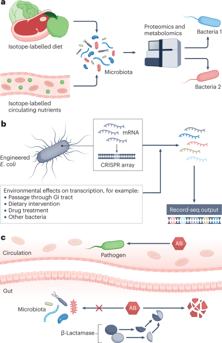 NatRevGastroHep's tweet photo. New content online: Nifty new tools for microbiome treatment design https://t.co/9tORTpEjwW https://t.co/UUVvfLkNsb