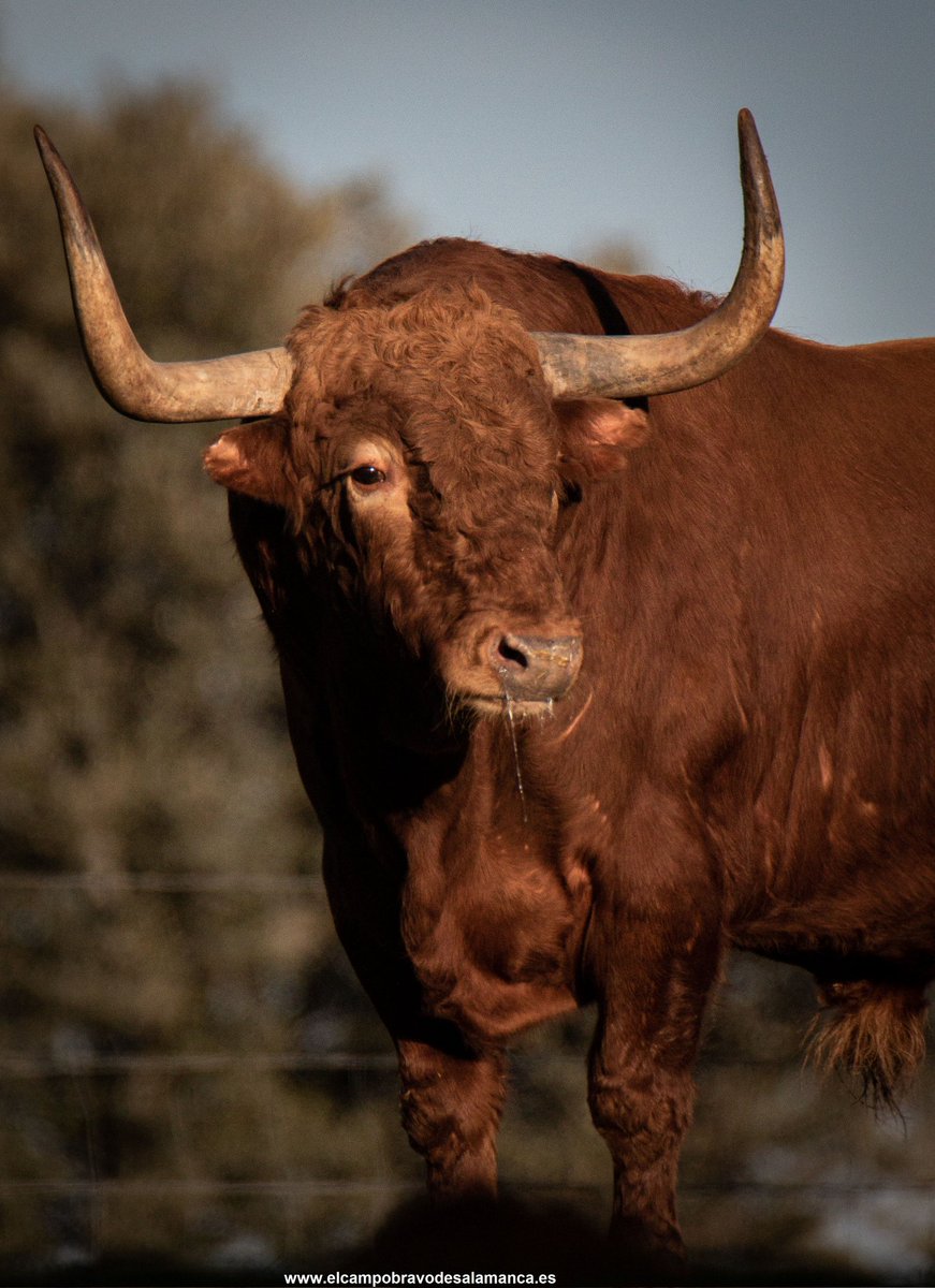 JuanLuisvisitas's tweet photo. Buenas noches.

Un toro de encaste Atanasio-Lisardo , del hierro de María Cascón, colorado, ojo de perdiz, los pitones mirando al cielo, un tío.

#visitasjuanluisfraileymariacascon #CampoCharro #Salamanca #turismoespaña #turismorural #visitasguiadas #turismo https://t.co/vw60wSsJXd