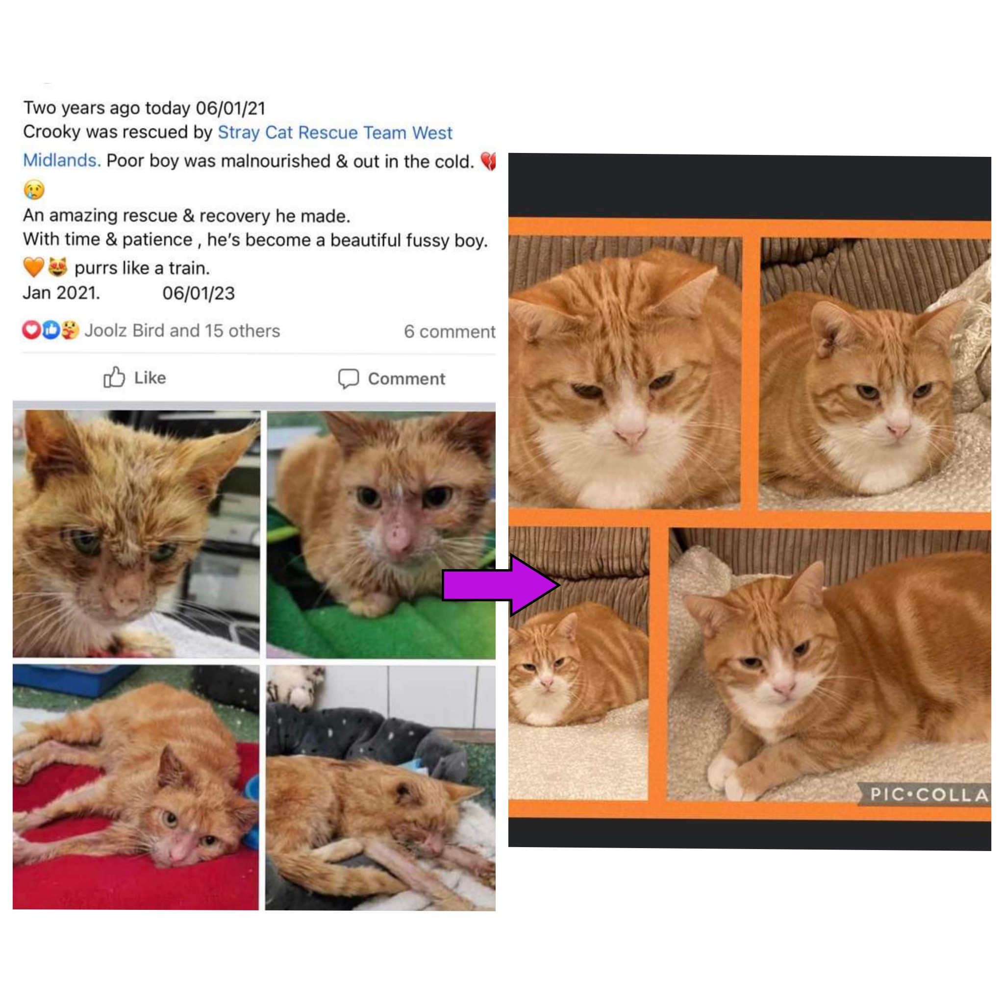 Stray Cat Rescue Team West Midlands on Twitter: "2 years ago. And a