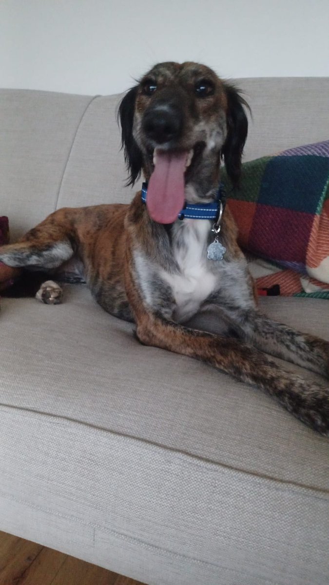 And yet again 💔 can we find a foster or home for stunning girl. Approx 2. 🙏 #dogsangelsireland #adoptdontshop #dogs #dogsoftwitter #ireland