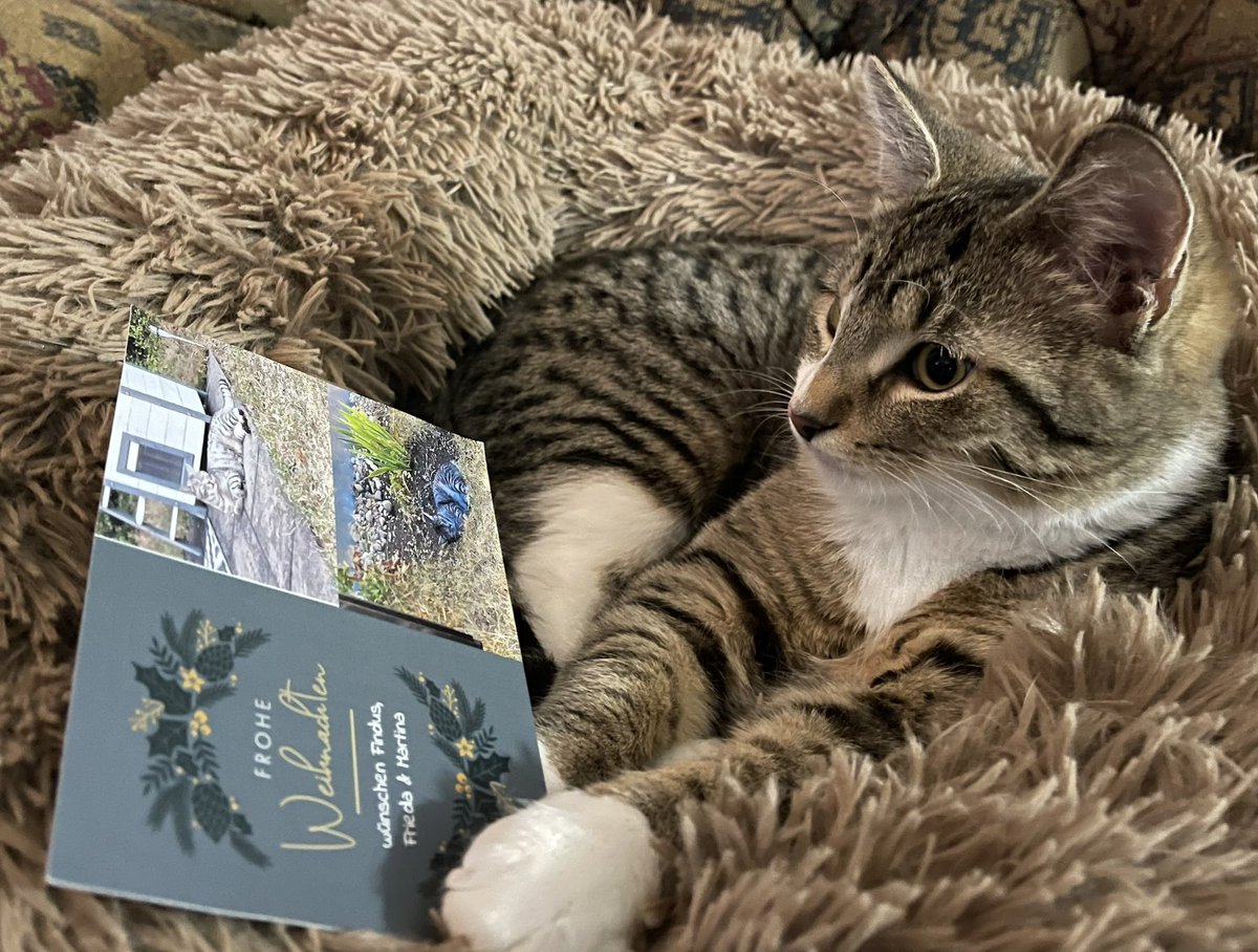 WaldoOlliver's tweet photo. Thank mew Findus and Freida! ?@FindusFrieda) Mail may have been a bit slow, but it is so wonderful to receive your Christmas Card! 🐾❤️#FTTeam #TabbyTroop https://t.co/BXedQWKdok