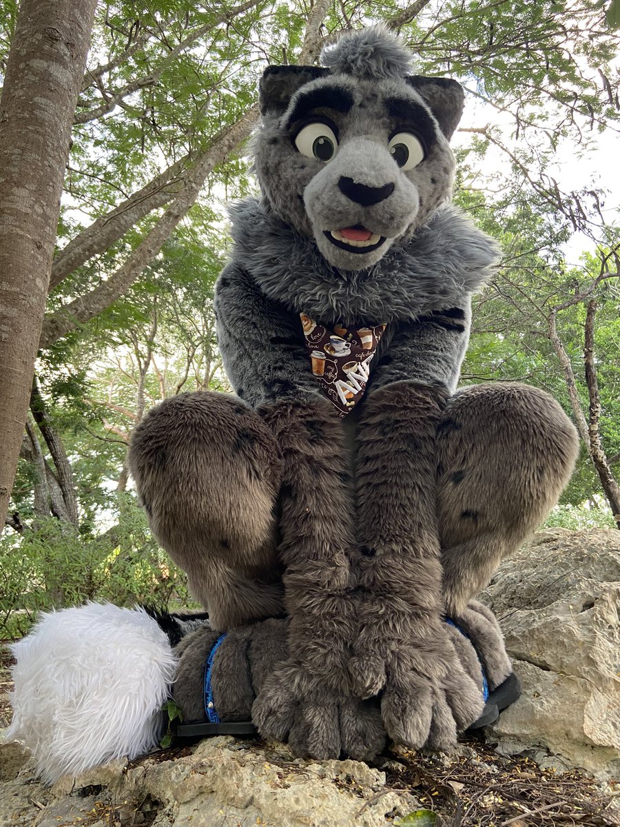 Nothing to see here, just Perching #FursuitFriday