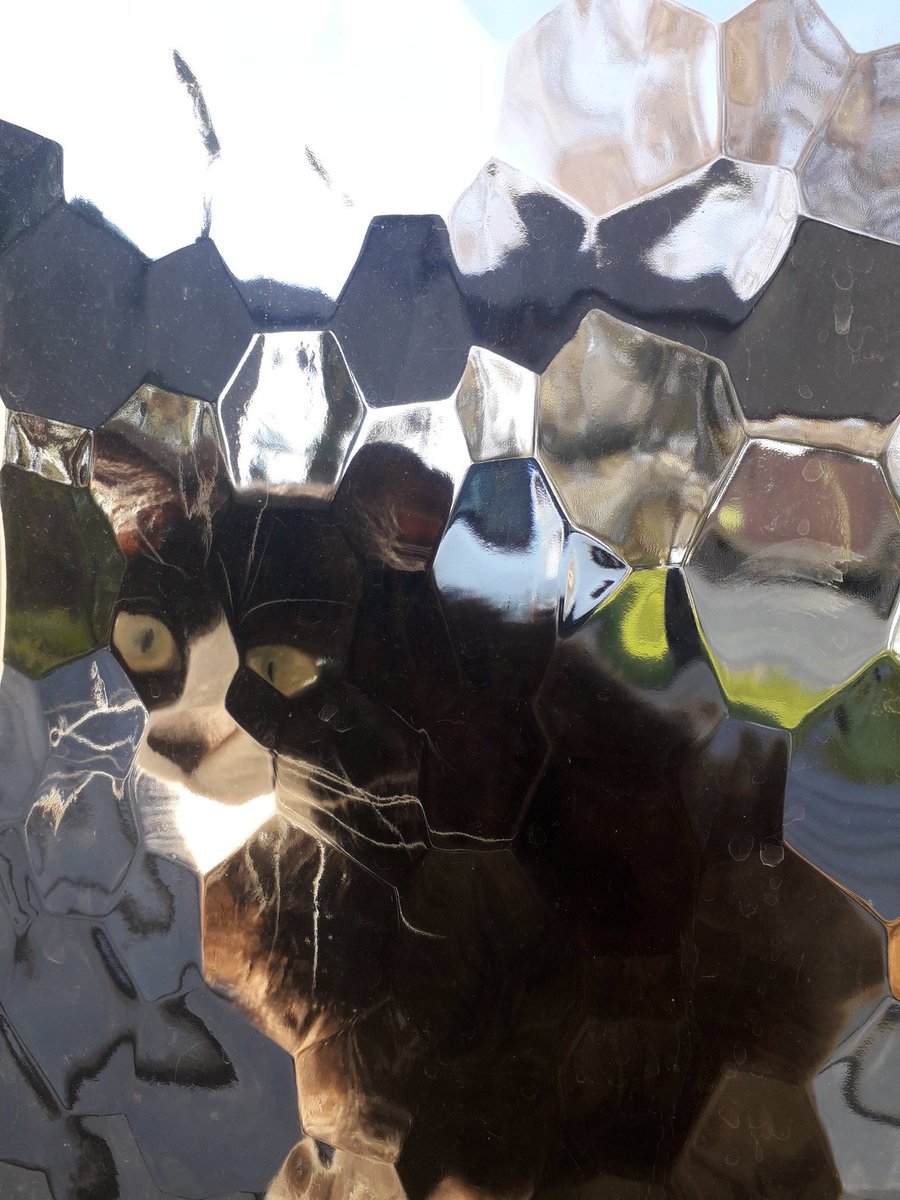 PlatinumEFM's tweet photo. @chaoticcatpics My cat through my glass https://t.co/c9XAzbbUDU