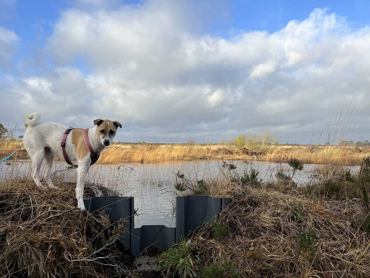 Tadhg O Corcora (@tocorcora) on Twitter photo Great to visit <a href="/PeatlandConserv/">PeatlandConservation</a> Girley Bog restoration site for the first time since 2016 this week with <a href="/DeepseaSlug/">Angela Stevenson</a>. Nice to see positive impacts from the terrestrial habitat restoration days. Adoba loved it too. Back underwater next week! Great to visit <a href="/PeatlandConserv/">PeatlandConservation</a> Girley Bog restoration site for the first time since 2016 this week with <a href="/DeepseaSlug/">Angela Stevenson</a>. Nice to see positive impacts from the terrestrial habitat restoration days. Adoba loved it too. Back underwater next week!