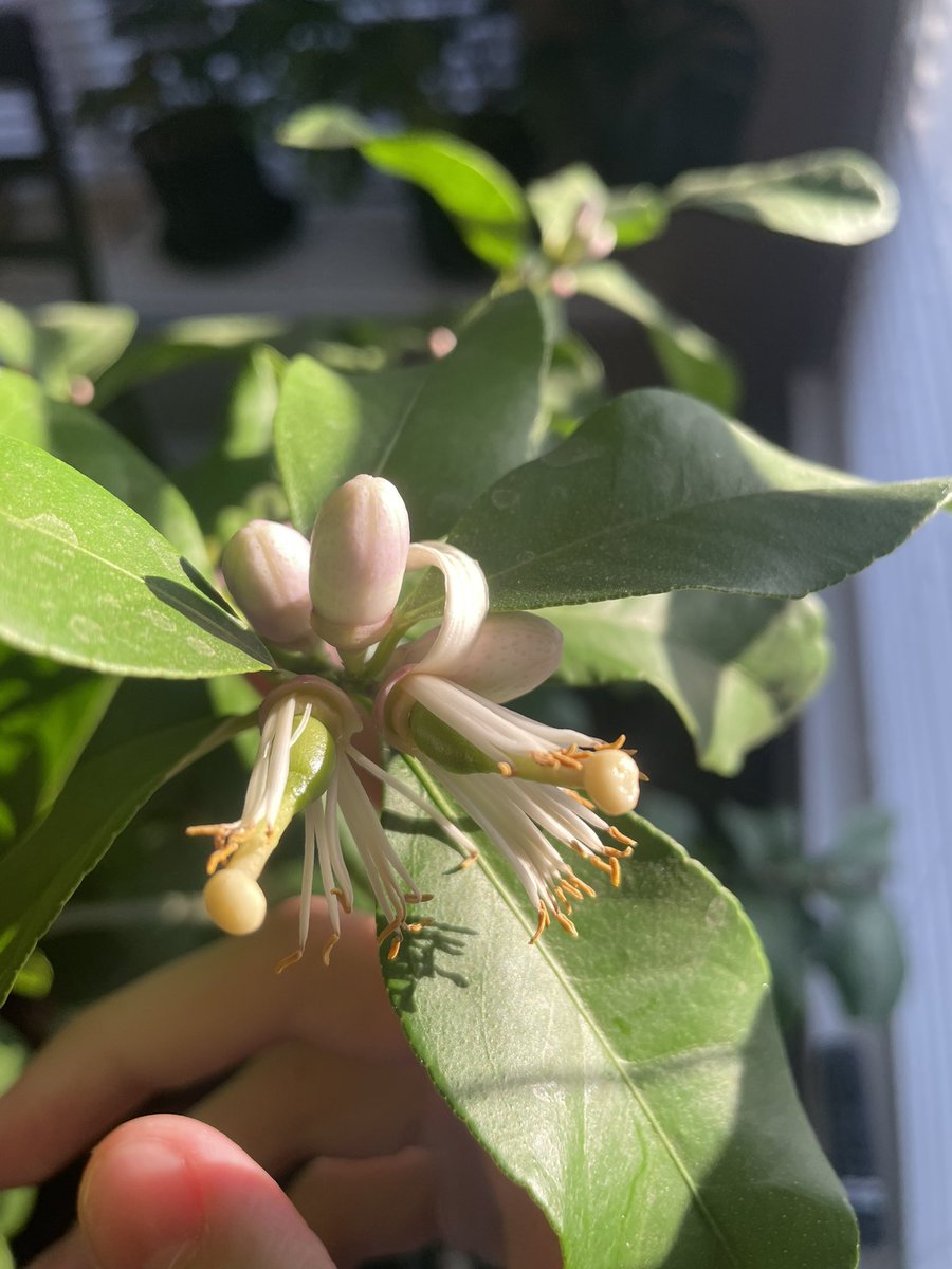 LukeFinn49's tweet photo. Flowering lemon tree, pretty cool https://t.co/uzIRdInRC8