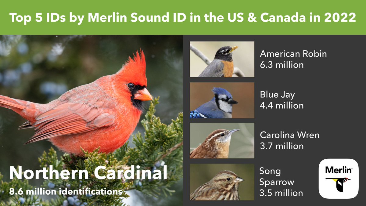 You can now identify 870 different bird species using Sound ID, with complete coverage for the US, Canada, and Europe. A whopping 1.5 million people around the world used #MerlinBirdID to identify 178 million birds by sound this year! #MerlinYearInReview