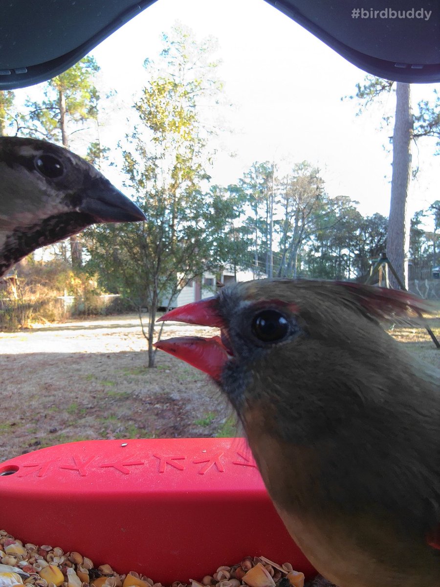 loft_the_brewer's tweet photo. Competition at the bird feeder. 🤩#birdbuddy https://t.co/mZGFy9t80p