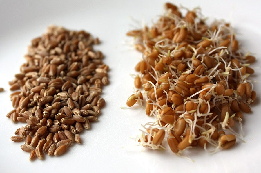 rockwater_'s tweet image. Sprout Whole Grains &amp;amp; Make Sprouted Flour in Bulk kitchenstewardship.com/how-to-sprout-…
#sprouting #raw #rawfood #pantry #budget #diet #DIY #health #homesteading #homesteader #gardening  @rockwater_