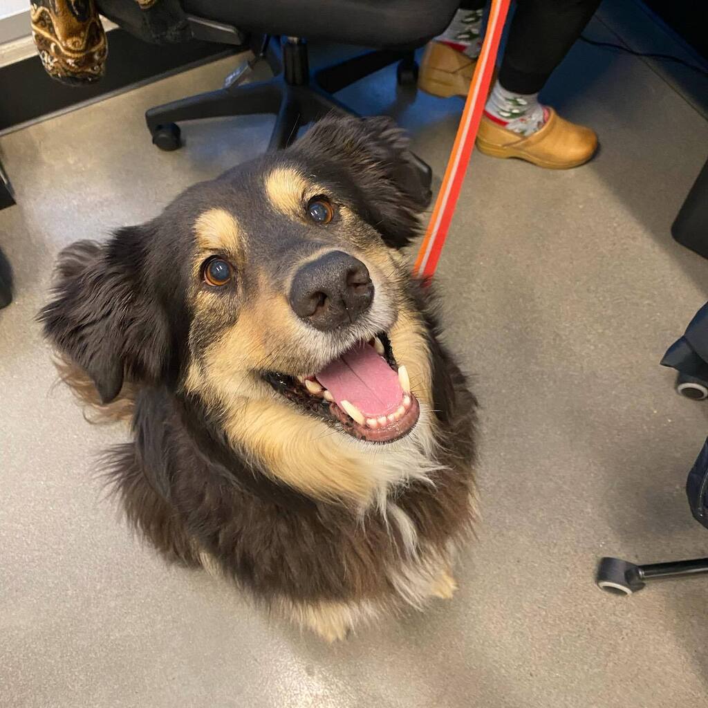 😆Finley says happy Friday!🤩
•
•
•
•
•
•
•
•
•
•
•
•
•
•
•
•
•
•
•
•
•
#BYVH #BrooklynYardVet #Pdx #Pdxdog #PdxPets #Dogs #Portland #PortlandDogs #VetMed #Friday #HappyDog #Weekend instagr.am/p/CnFvrm1SX4z/