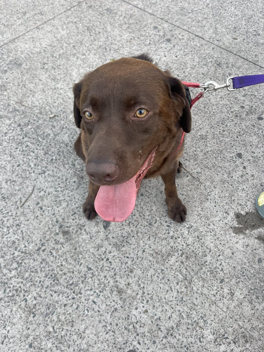 GSPato's tweet photo. BUENAS, encontramos dos perros labradores machos en la plaza devoto.
Estaban cruzando la calle solos, me ayudan compartiendo????
Por favor, necesitamos ayuda! https://t.co/OBN7hIj5SV