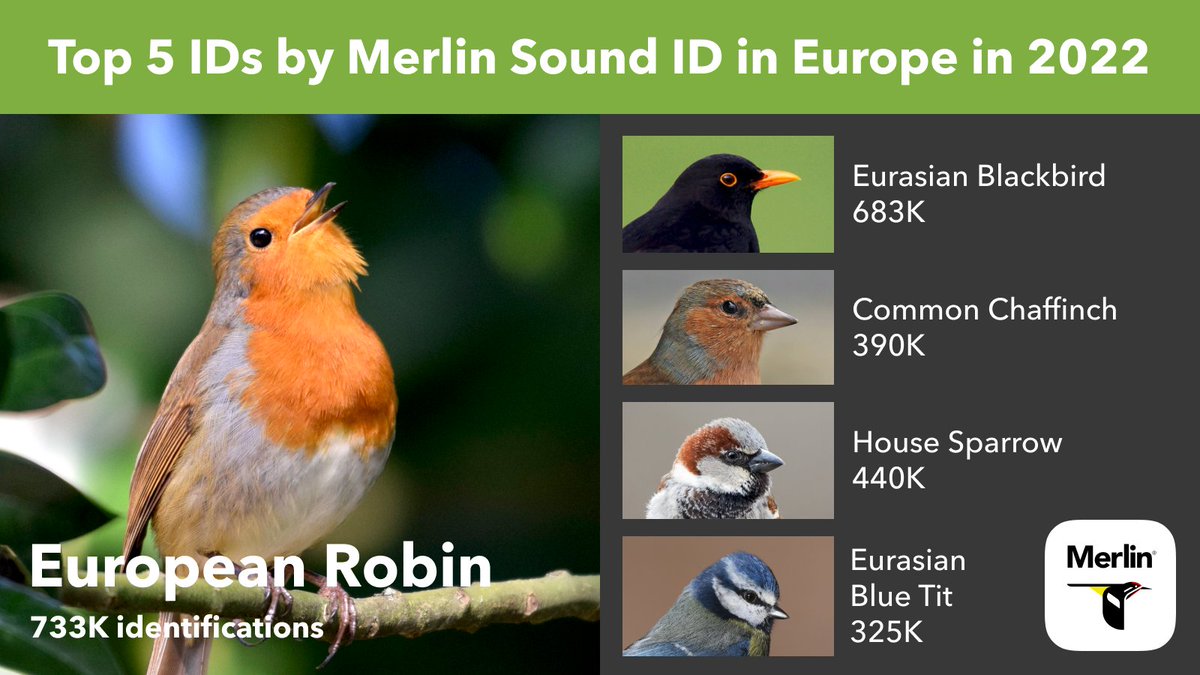 Sound ID is really taking off in Europe, with users identifying 8.4 million birds in 2022! #MerlinYearInReview