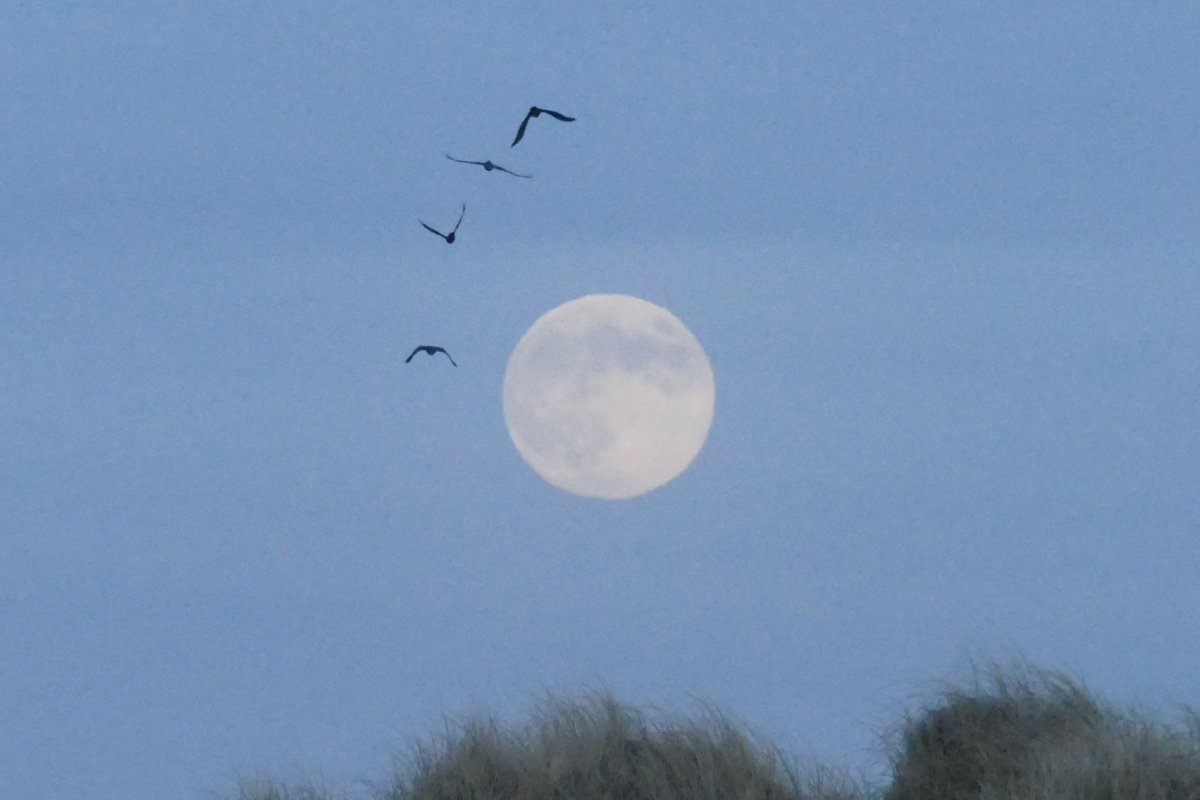 elgeeko1506's tweet photo. @HI_Voices The #WolfMoon rising over the machair as four ravens circled in #Howmore #SouthUist 💚 https://t.co/8ik0Ebx19P