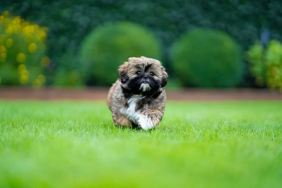 The Shih Tzu is a dog breed that was developed to be a friend and companion. And that hasn’t changed at all! It’s all that they want to be, too. They just want to be with you at all times. So don’t expect them to hunt, protect, or retrieve, that’s not what they do.