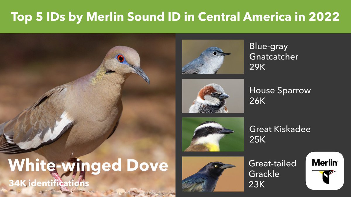 Also new for 2022, Merlin now supports Sound ID for 507 species in Central and South America! #MerlinYearInReview