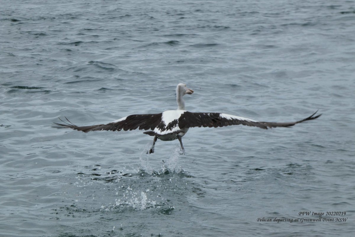 pfwaus's tweet photo. #FromTheArchives Walking on water while getting up to take-off speed, a #pelican becomes airborne at #GreenwellPoint #NSW #NewSouthWales #Australia #birds #birdwatching #birding #BirdsOfTwitter #nature #NaturePhotography https://t.co/3vw9r8S6En