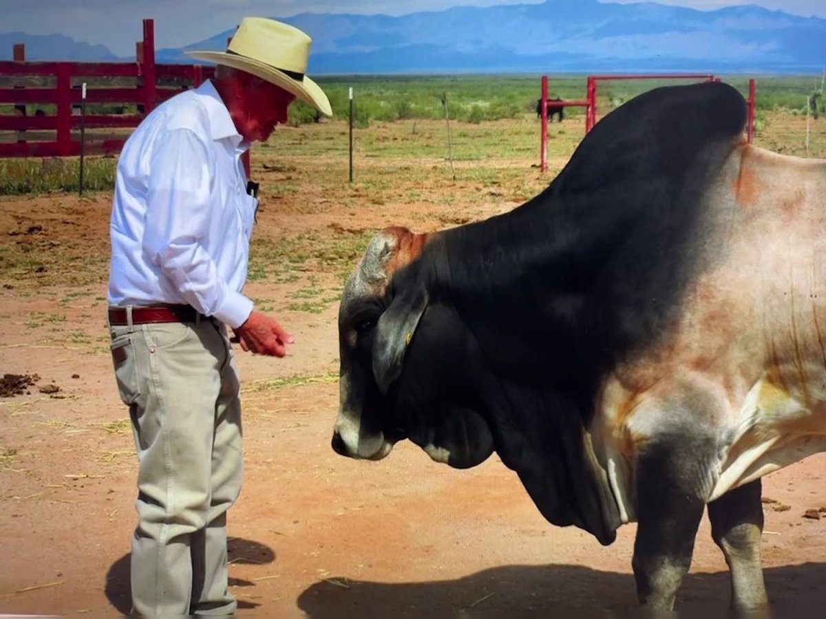 NMSUNews's tweet photo. Retired @nmsu_aces animal science  professor Neil Burcham touched many lives during his 48 years of teaching at NMSU, and is remembered as a caring mentor and lifelong friend. 
A public celebration of Burcham’s life will be held at 2 p.m. Saturday, Jan. 7, at the @NMFarmandRanch. https://t.co/L65QPmYmSf