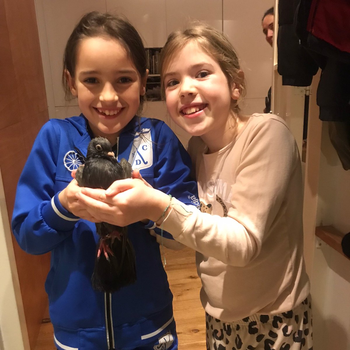 Dierenambulance Amsterdam tweet media