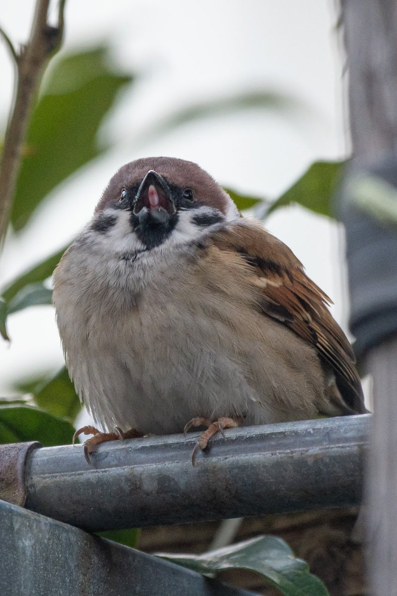 舌出てる！！可愛い！！！！
#スズメ #すずめ #スズメ観測 #ちゅん活 #sparrow #鳥 #野鳥 #野鳥撮影 #野鳥写真  #PENTAX https://t.co/IiAyGkjJIA