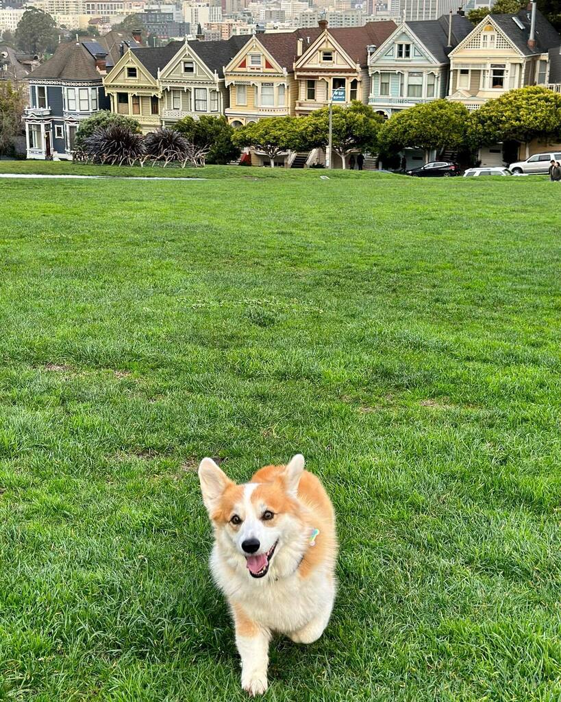 instagr.am/p/CnF0LjFPDNY/ Frolicking in front of the Painted Ladies! 2023 here we come! 🐶🎊💖
.
.
.
.
#friday #friyay #fridayvibes #thankdogitsfriday #rainraingoaway #corgisofinstagram #corgi #corgination #dogsofinstagram #corgisofinstagram #corgi #corgination #dogsofinstagram …