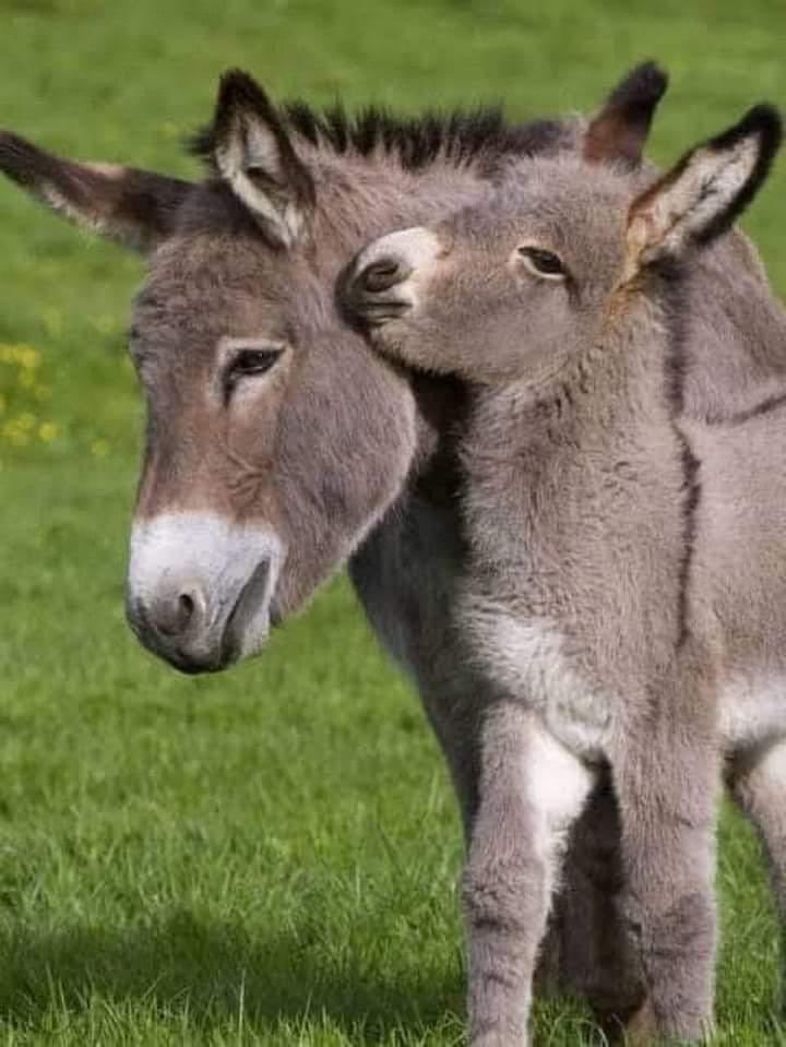 iVimalPandey's tweet image. Across the World - people will tell you  it’s pair of Donkey (maybe siblings / maybe couple)

Now ask a #Congressi 🤔