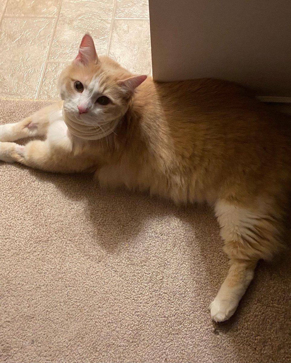 The boy has returned!

Pick up was delayed by a small complication: his calcium levels dipped this morning to just below normal, but by the afternoon they’d normalized again and I could bring him home. <3

He violently refused the cone, and so the vet gave him a scarf instead.