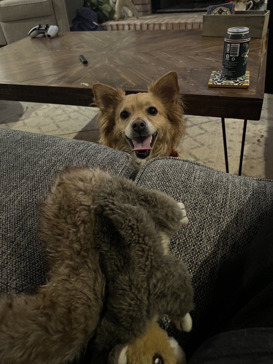 KCMillerPhD's tweet photo. @PhDVoice @PostdocVoice Got him in year two of my PhD program! He is my PhD puppy. I also recently added a tenure track pup to the mix haha. Shout out to my professors for letting me take him to class! https://t.co/9zXnBZMic8