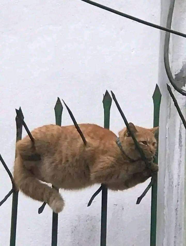 🐈‍⬛
Ada yang berani adu ilmu kebal? 😹