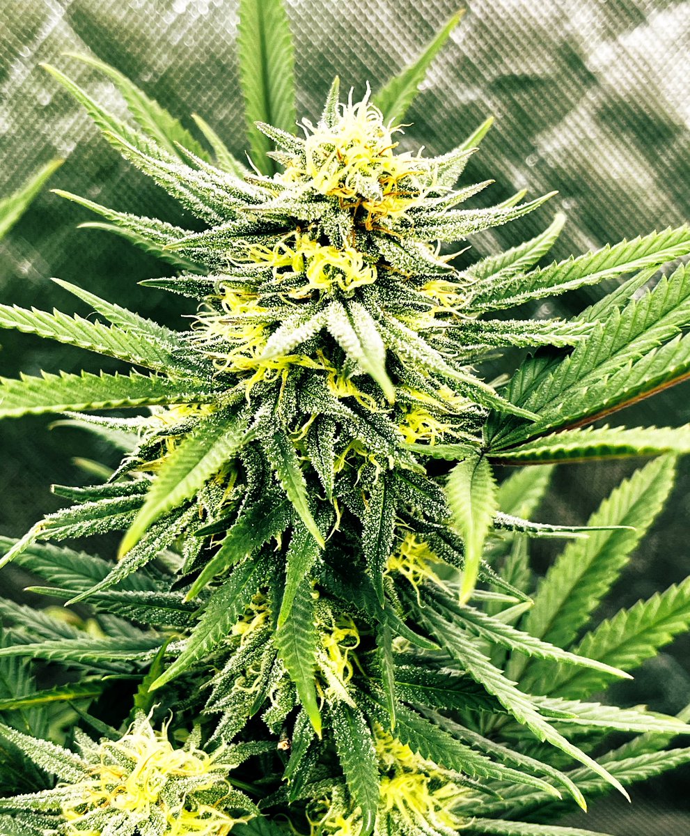 big_bear_canna's tweet photo. Strawberry Starburst beginning of week 7. 7-9 is when she really bulks up! Have had this cut for over a year now. Definitely a crowd pleaser among those who’ve smoked her! #BigBearCanna #BigBearsDen #BloomPlus #XP4000 #CannabisCommunity #Mmemberville #growyourown #growerslove https://t.co/JdU7H2goNw