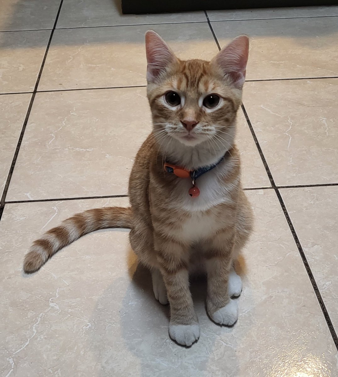 Cat sitting very nicely