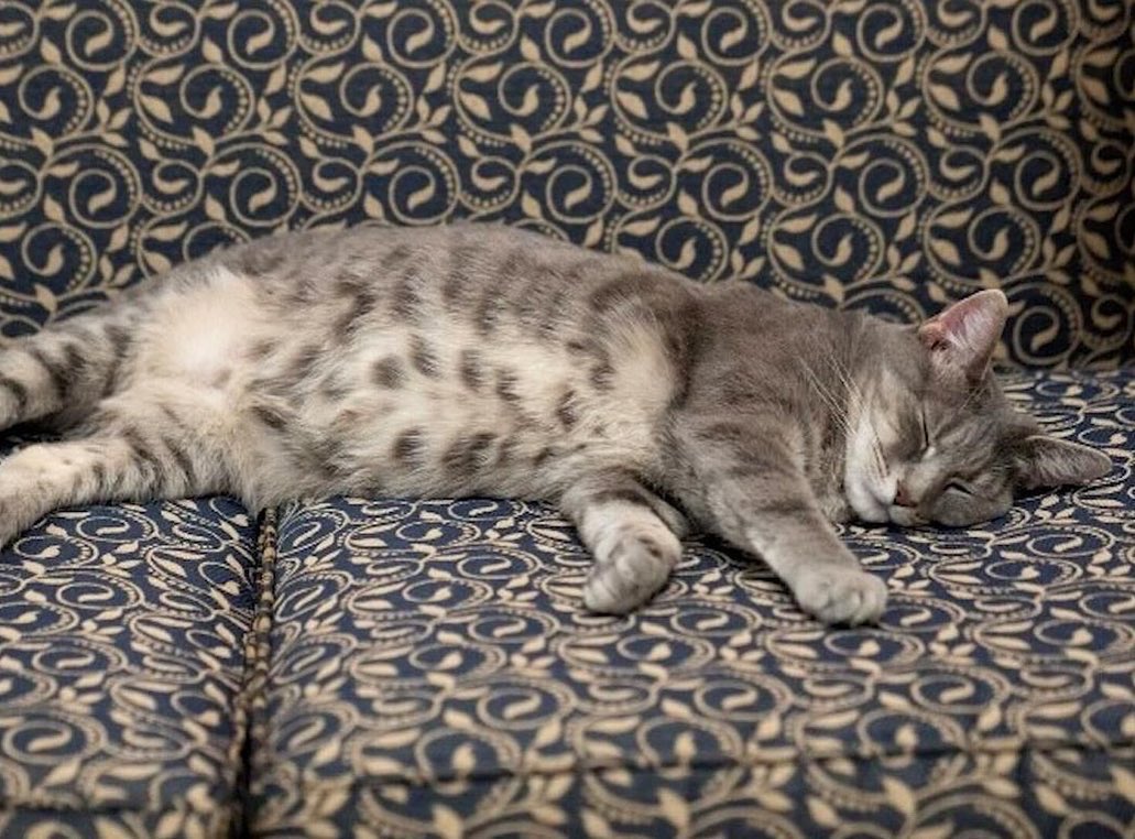 Willow Biden, Catmander-In-Chief, Ret. tweet media