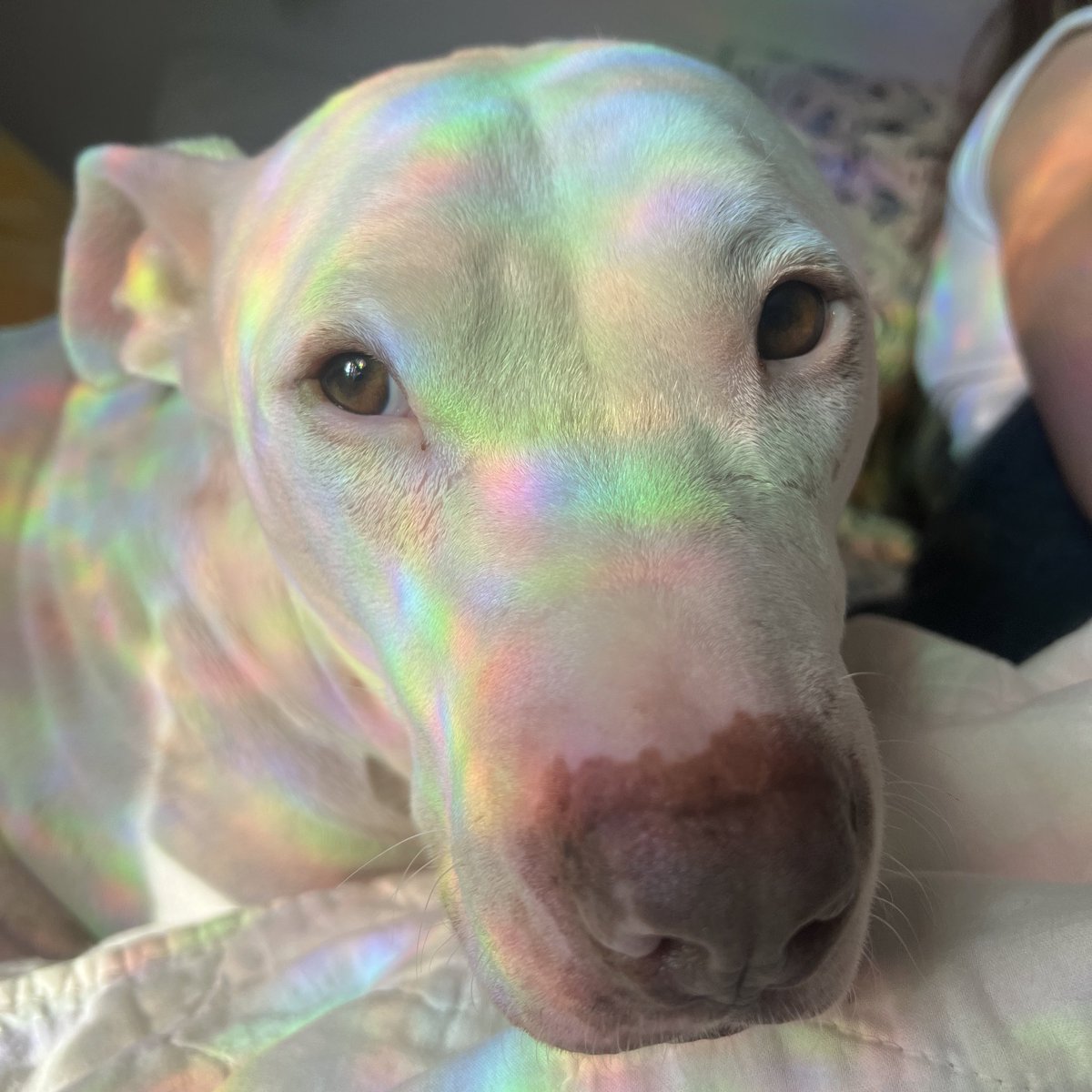 aapplejuicee1's tweet photo. ☆ Rainbow Puppy ☆🫧 https://t.co/yx5Q8jrANy