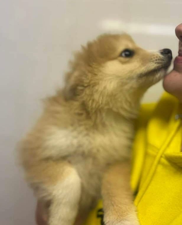 WWPdogs's tweet photo. Cooper is 11 weeks old &amp; is looking for his forever home in Wales. He can live with or without a resident dog. He can live with cats &amp; children. Info / apply ➡️ https://t.co/9LksuRzt9U https://t.co/TSqlBLdJ3x