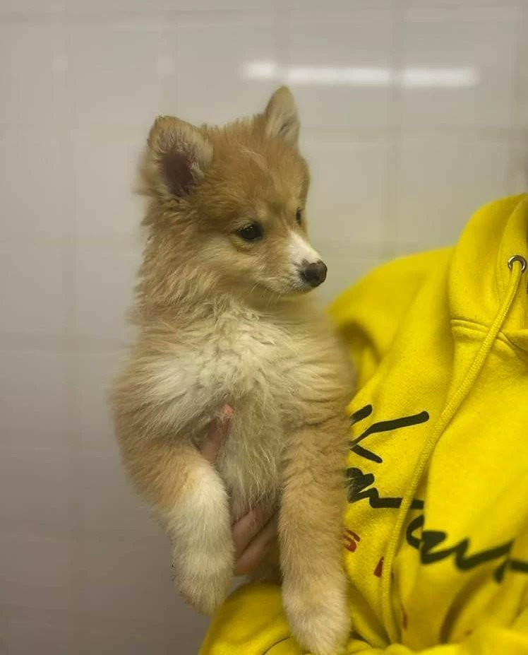 WWPdogs's tweet photo. Cooper is 11 weeks old &amp; is looking for his forever home in Wales. He can live with or without a resident dog. He can live with cats &amp; children. Info / apply ➡️ https://t.co/9LksuRzt9U https://t.co/TSqlBLdJ3x