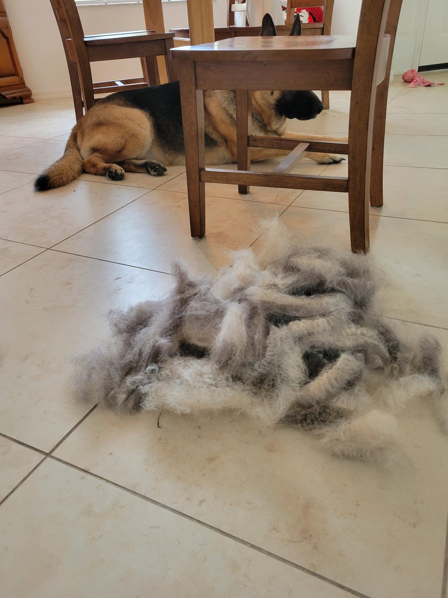 @thespybrief Merry #ChristmasEve Happy, you beautiful wunderhund! Molly celebrated with another epic brushing, lol.