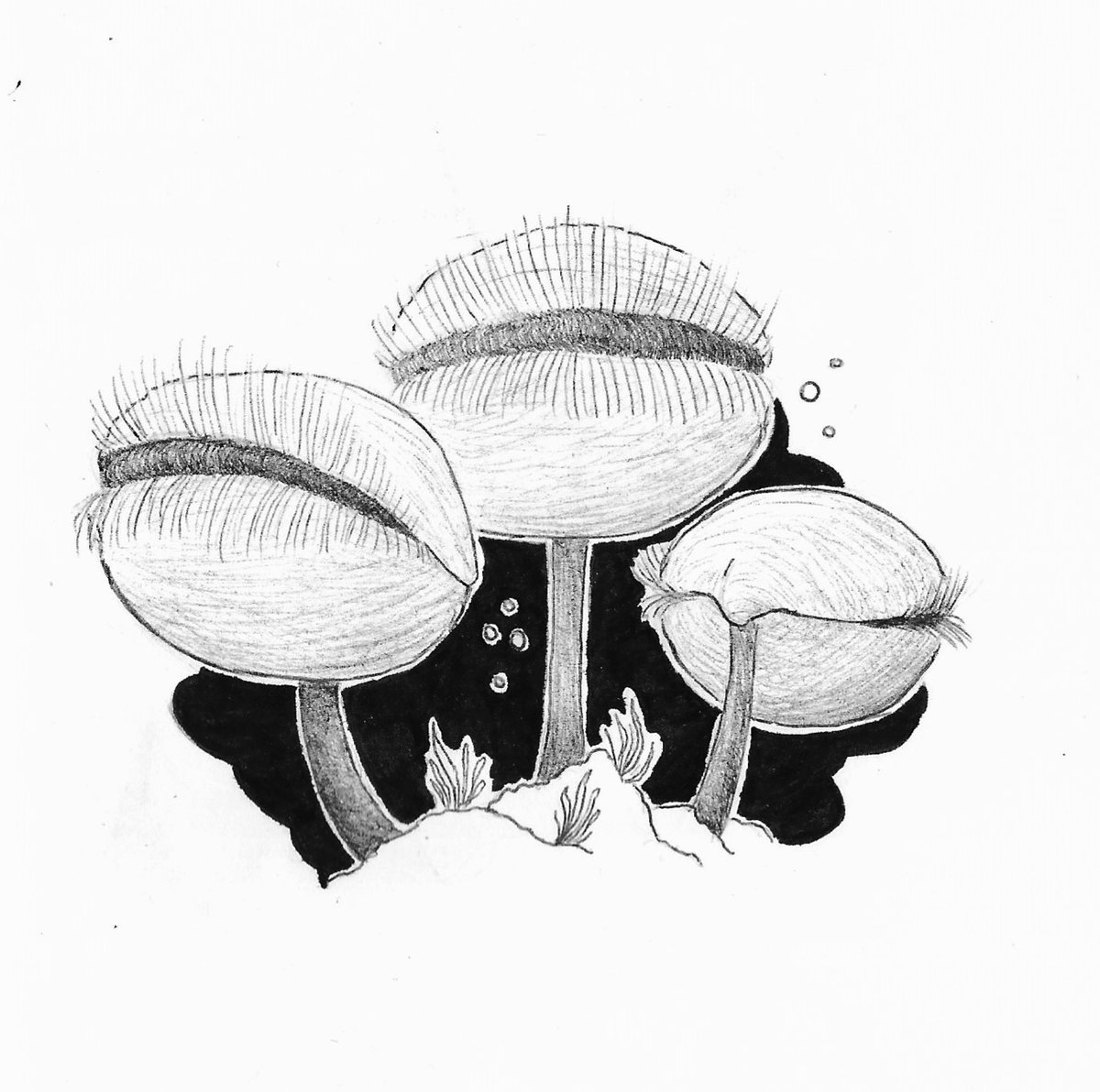 BVisigodo's tweet image. &quot;Filtering&quot;, a group of Stringocephalus burtini living their best life in the devonian sea
#paleoart #sciart #devonian #brachiopods #Stringocephalus #fossilfriday