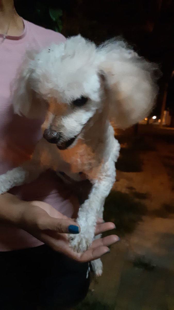 CANICHE PERDIDO. 
Está sobre 7ma proyectada entre chile y nuestra señora de la asunción. Si a alguien se le perdió. Favor comunicarse conmigo 0961440802
Rt hasta que llegue a su dueño. 
<a href="/menchibarriocan/">mercedes barriocanal</a> <a href="/perdidospy/">Mascotas Perdidas Py 🇵🇾</a> <a href="/mascotitaspy/">Buscando a tu Mascota Py</a> <a href="/mascotasperdids/">Mascotas Py</a> <a href="/patitaperdidas/">Patitas perdidas</a>