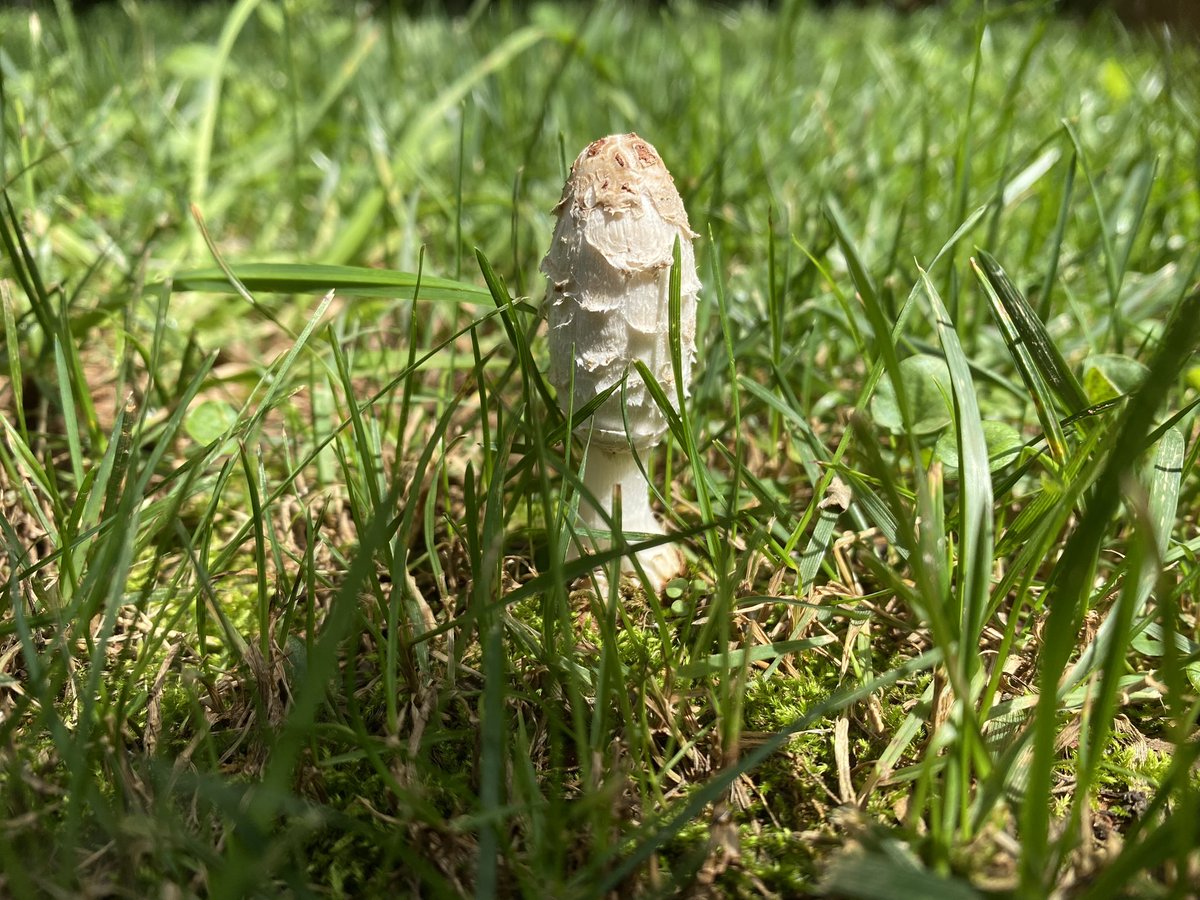 AlvinLeop's tweet photo. Seems like Coprinus atramentarius https://t.co/wVikSNUn0c