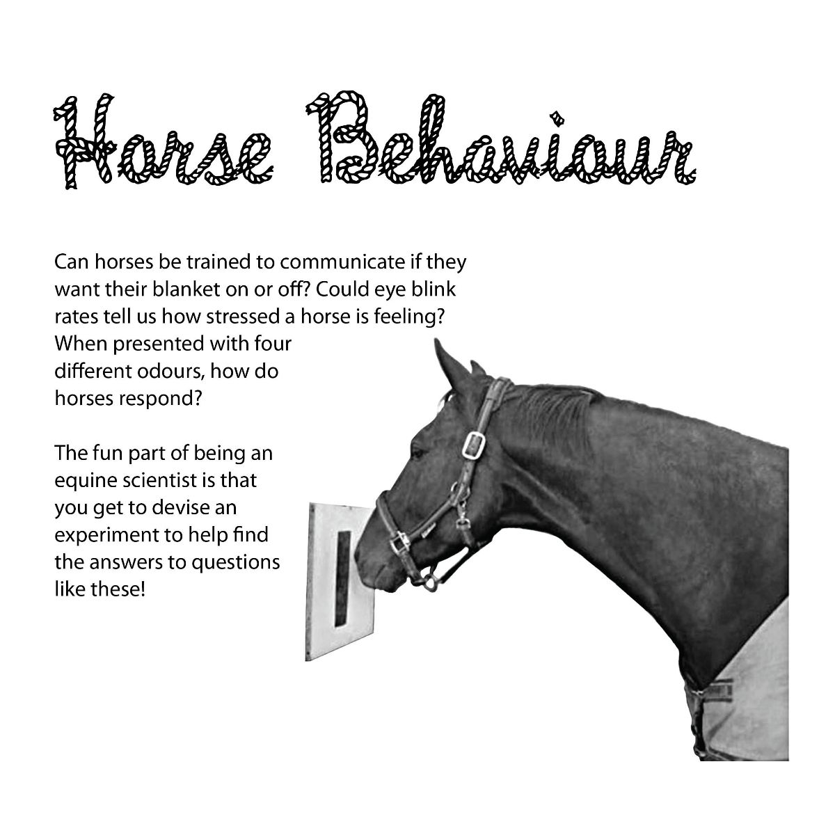 OUT NOW—Horse Lover’s Math’s latest newsletter with a Level 3 workbook update, a FREE horse-themed DL, Sable Island expedition info and more buff.ly/3WJK6KS #STEM #horses #iteachmath #6thchat #funlearning #homeschooling #elemmathchat